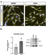 O-linked N-acetylglucosamine (O-GlcNAc) Antibody in Western Blot (WB)