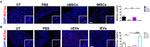 MUC5AC Antibody in Immunocytochemistry (ICC/IF)