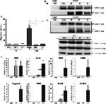 RIP3 Antibody in Western Blot, Immunoprecipitation (WB, IP)