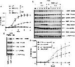 RIP3 Antibody in Western Blot (WB)