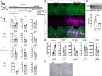 TPH2 Antibody in Immunohistochemistry (PFA fixed) (IHC (PFA))