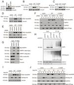 HSP70 Antibody in Western Blot (WB)