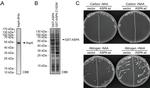 Aspartoacylase Antibody in Western Blot (WB)