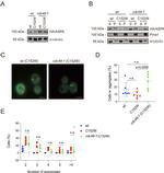 Aspartoacylase Antibody in Western Blot (WB)