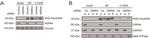 Aspartoacylase Antibody in Western Blot (WB)