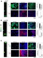 WT1 Antibody in Immunocytochemistry (ICC/IF)