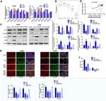 ZO-1 Antibody in Western Blot, Immunocytochemistry (WB, ICC/IF)