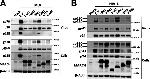 MARCH1 Antibody in Western Blot (WB)