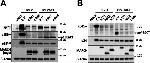 MARCH1 Antibody in Western Blot (WB)