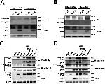 MARCH1 Antibody in Western Blot, Immunoprecipitation (WB, IP)