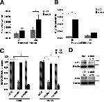 MARCH1 Antibody in Western Blot (WB)