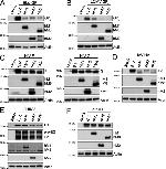 MARCH1 Antibody in Western Blot (WB)