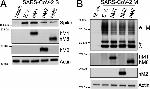 MARCH1 Antibody in Western Blot (WB)