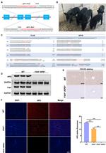 FAH Antibody in Immunohistochemistry (Paraffin) (IHC (P))