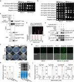 Nitrotyrosine Antibody in Western Blot (WB)