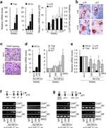 p16INK4a Antibody in Immunohistochemistry (IHC)