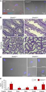 DNAH2 Antibody in Immunocytochemistry (ICC/IF)