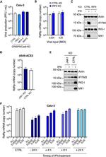 MX1 Antibody in Western Blot (WB)