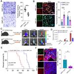 EMP3 Antibody in Immunohistochemistry, Immunohistochemistry (Frozen) (IHC, IHC (F))