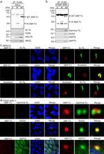 HSC70 Antibody in Western Blot (WB)