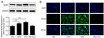 NOX4 Antibody in Western Blot, Immunocytochemistry (WB, ICC/IF)