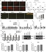 GPX1 Antibody in Western Blot (WB)