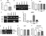 Phospho-Nrf2 (Ser40) Antibody in Western Blot (WB)