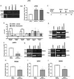 GPX1 Antibody in Western Blot (WB)