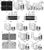 GPX1 Antibody in Western Blot (WB)