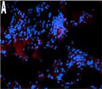 Mouse IgG (H+L) Cross-Adsorbed Secondary Antibody in Immunohistochemistry (Frozen) (IHC (F))