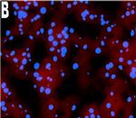 Mouse IgG (H+L) Cross-Adsorbed Secondary Antibody in Immunohistochemistry (Frozen) (IHC (F))