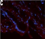 Mouse IgG (H+L) Cross-Adsorbed Secondary Antibody in Immunohistochemistry (Frozen) (IHC (F))