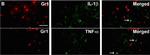 Rat IgG (H+L) Cross-Adsorbed Secondary Antibody in Immunohistochemistry (PFA fixed) (IHC (PFA))