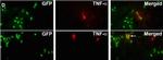 Rabbit IgG (H+L) Highly Cross-Adsorbed Secondary Antibody in Immunohistochemistry (Frozen) (IHC (F))