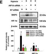 Mouse IgG (H+L) Secondary Antibody in Western Blot (WB)