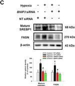 Rabbit IgG (H+L) Secondary Antibody in Western Blot (WB)