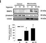 Mouse IgG (H+L) Secondary Antibody in Western Blot (WB)