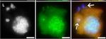 Guinea Pig IgG (H+L) Highly Cross-Adsorbed Secondary Antibody in Immunocytochemistry (ICC/IF)