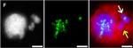 Guinea Pig IgG (H+L) Highly Cross-Adsorbed Secondary Antibody in Immunocytochemistry (ICC/IF)