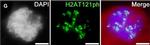 Guinea Pig IgG (H+L) Highly Cross-Adsorbed Secondary Antibody in Immunocytochemistry (ICC/IF)