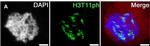 Guinea Pig IgG (H+L) Highly Cross-Adsorbed Secondary Antibody in Immunocytochemistry (ICC/IF)