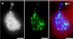 Guinea Pig IgG (H+L) Highly Cross-Adsorbed Secondary Antibody in Immunocytochemistry (ICC/IF)