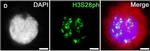 Guinea Pig IgG (H+L) Highly Cross-Adsorbed Secondary Antibody in Immunocytochemistry (ICC/IF)