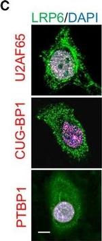 Rabbit IgG (H+L) Cross-Adsorbed Secondary Antibody in Immunocytochemistry (ICC/IF)