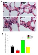 Connexin 43 Antibody in Immunohistochemistry, Immunohistochemistry (Paraffin) (IHC, IHC (P))