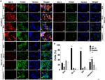 Mouse IgG (H+L) Cross-Adsorbed Secondary Antibody in Immunocytochemistry (ICC/IF)