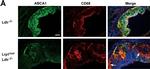 Rat IgG (H+L) Cross-Adsorbed Secondary Antibody in Immunohistochemistry (Frozen) (IHC (F))