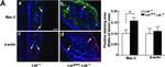 Rat IgG (H+L) Cross-Adsorbed Secondary Antibody in Immunohistochemistry (Frozen) (IHC (F))