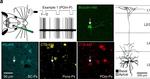 Rabbit IgG (H+L) Cross-Adsorbed Secondary Antibody in Immunohistochemistry (PFA fixed) (IHC (PFA))