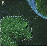 Human IgG (H+L) Cross-Adsorbed Secondary Antibody in Immunohistochemistry (Frozen) (IHC (F))